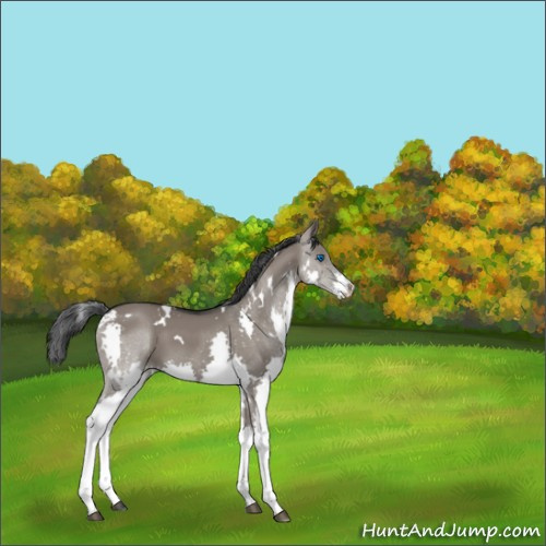 Horse Color:White Spotted Grullo Splash 