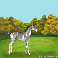 Horse Color:White Spotted Grullo Splash 