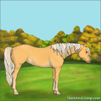 Horse Color:Palomino 