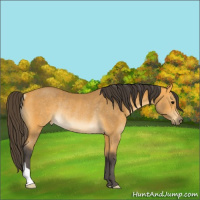 Horse Color:Buckskin Rabicano 