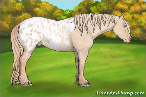 Horse Color:Gold Champagne Dun Appaloosa 