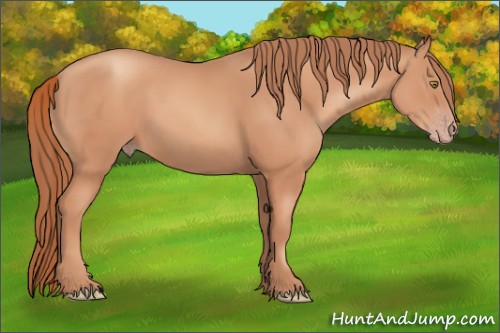 Horse Color:Gold Champagne Sabino 