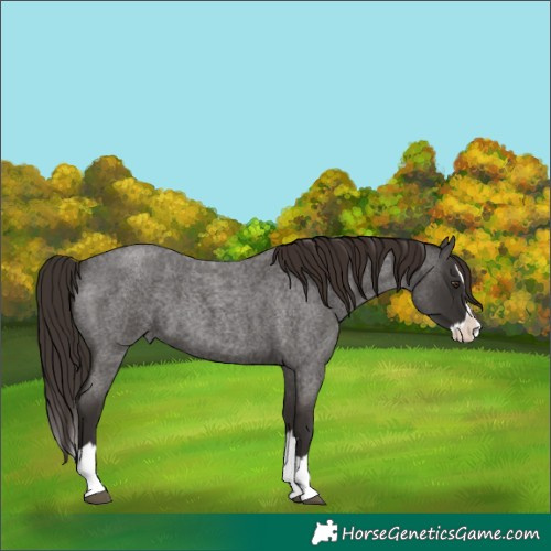 Horse Color:Liver Red Roan Splash 