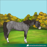 Horse Color:Liver Red Roan Splash