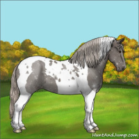 Horse Color:Silver Black Tobiano