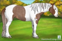 Horse Color:Red Roan Splash Tobiano 