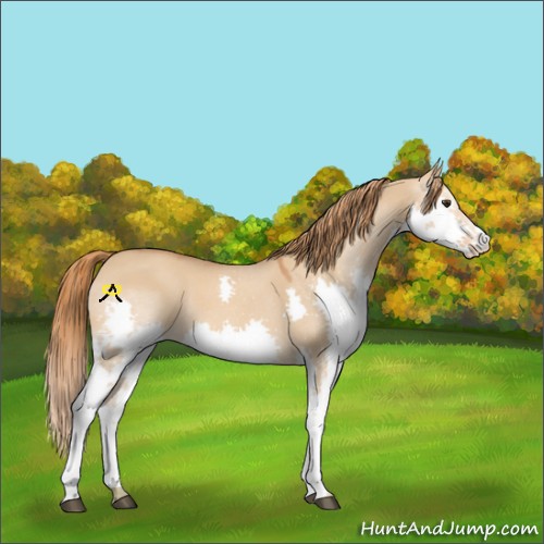 Horse Color:Red Dun Splash 