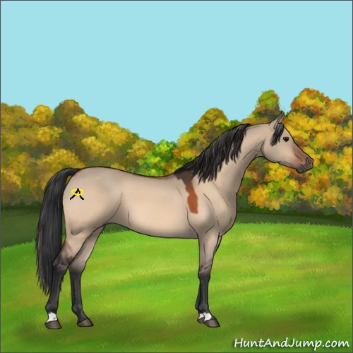 Horse Color:Bay Dun 