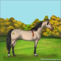 Horse Color:Bay Dun 