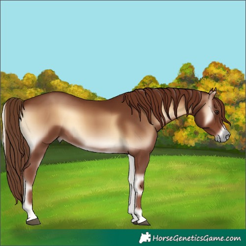 Horse Color:Red Onyx 
