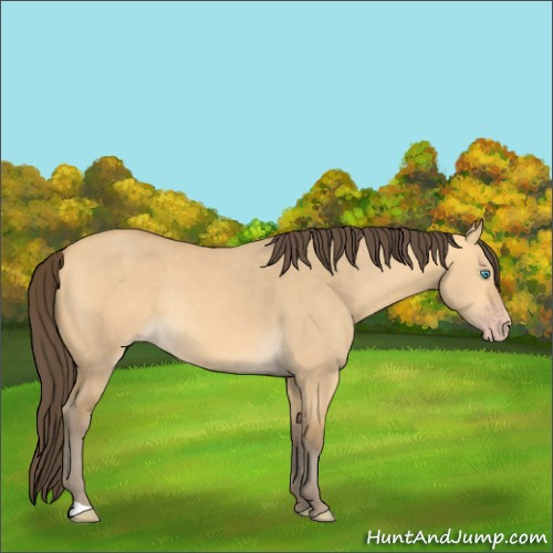 Horse Color:Amber Cream Champagne Dun Rabicano 