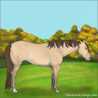 Horse Color:Amber Cream Champagne Dun Rabicano 