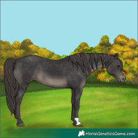 Horse Color:Smoky Black Appaloosa 