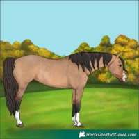 Horse Color:Bay Dun Rabicano 