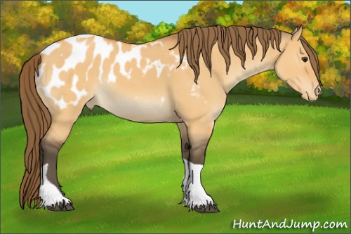 Horse Color:Buckskin Dun Tobiano Appaloosa Rabicano 