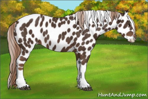 Horse Color:Liver Chestnut Tobiano Appaloosa 
