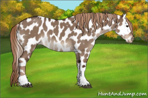 Horse Color:Liver Red Dun Tobiano Appaloosa 