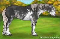 Horse Color:Gray Silver Black Sabino 