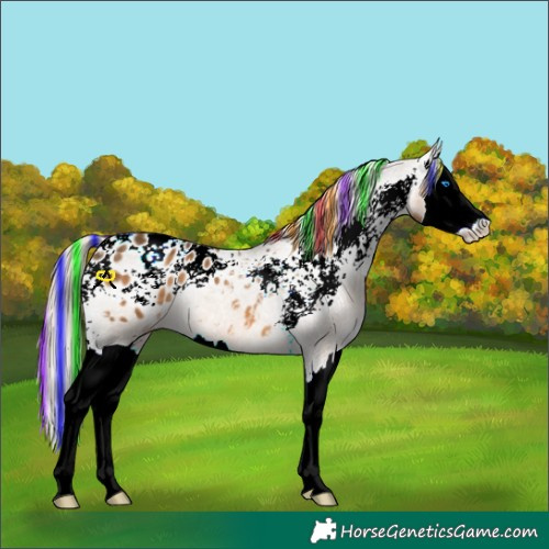Horse Color:Painted Chocolate Palomino Splash Appaloosa 