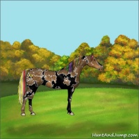Horse Color:Painted White Spotted Chocolate Palomino