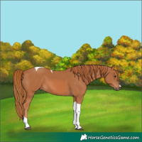 Horse Color:Chestnut Tobiano 