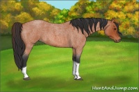 Horse Color:Bay Roan Tobiano 