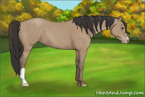 Horse Color:Classic Champagne 