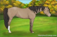 Horse Color:Classic Champagne 