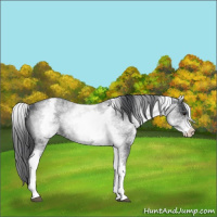Horse Color:White Spotted Blue Roan 