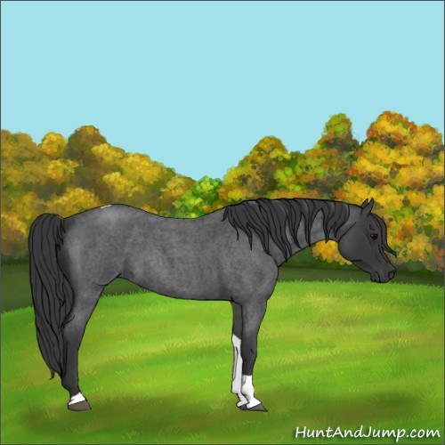 Horse Color:Blue Roan Tobiano 