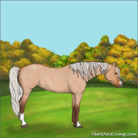 Horse Color:Silver Bay Roan Dun Sabino 