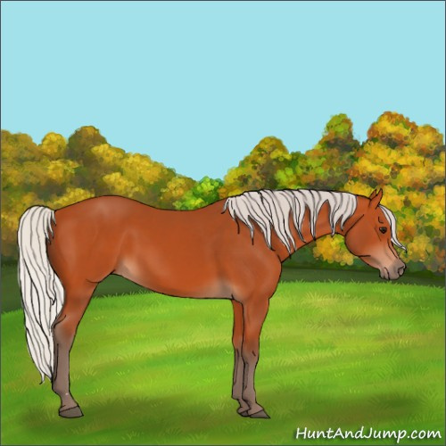 Horse Color:Silver Bay 