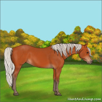 Horse Color:Silver Bay 
