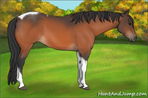 Horse Color:Bay Tobiano 