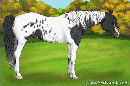 Horse Color:Black Tobiano Appaloosa 