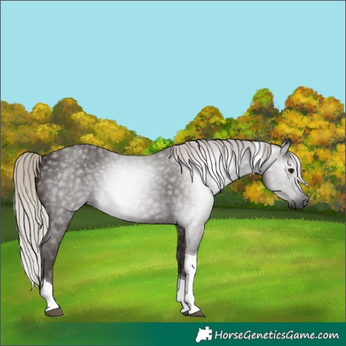 Horse Color:Gray Silver Black Tobiano 