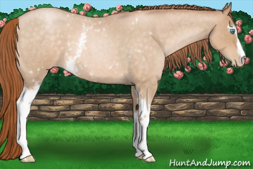 Horse Color:White Spotted Buckskin Roan Pearl 
