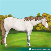 Horse Color:Grullo Roan Pearl Sabino 