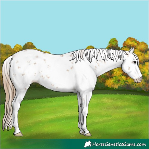Horse Color:White Spotted Black Pearl Sabino