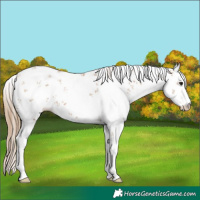 Horse Color:White Spotted Black Pearl Sabino 