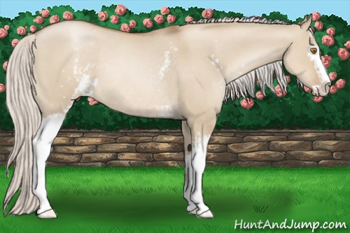 Horse Color:White Spotted Silver Grullo Pearl Sabino Rabicano 
