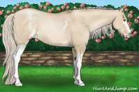 Horse Color:White Spotted Silver Grullo Pearl Sabino Rabicano