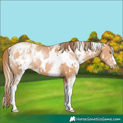 Horse Color:White Spotted Bay Pearl 