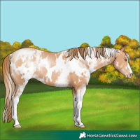 Horse Color:White Spotted Bay Pearl