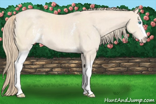 Horse Color:White Spotted Perlino Sabino