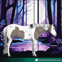 Horse Color:Grullo Splash Tobiano 