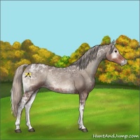 Horse Color:Silver Blue Onyx Ice 