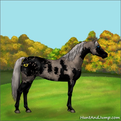 Horse Color:Void Silver Grullo Splash Blanket 