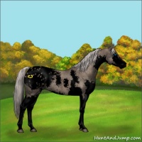 Horse Color:Void Silver Grullo Splash Appaloosa 