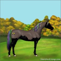 Horse Color:Void Painted Silver Black Splash 